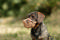Dog Muzzle Plastic
